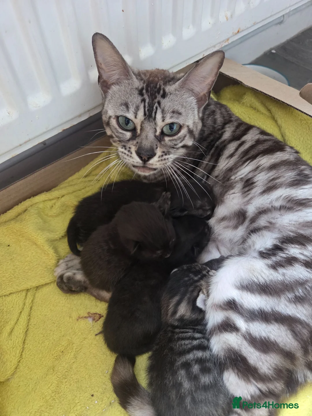 Mixed Breed cats for sale: Two half bengal boys in Christchurch - Advert 1