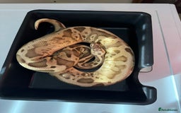 Python Snake reptiles for sale: 6 ball pythons & 8 vivariums for sale - Image 4