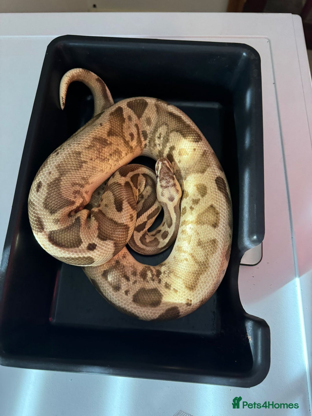 Python Snake reptiles for sale: 6 ball pythons & 8 vivariums for sale - Image 4