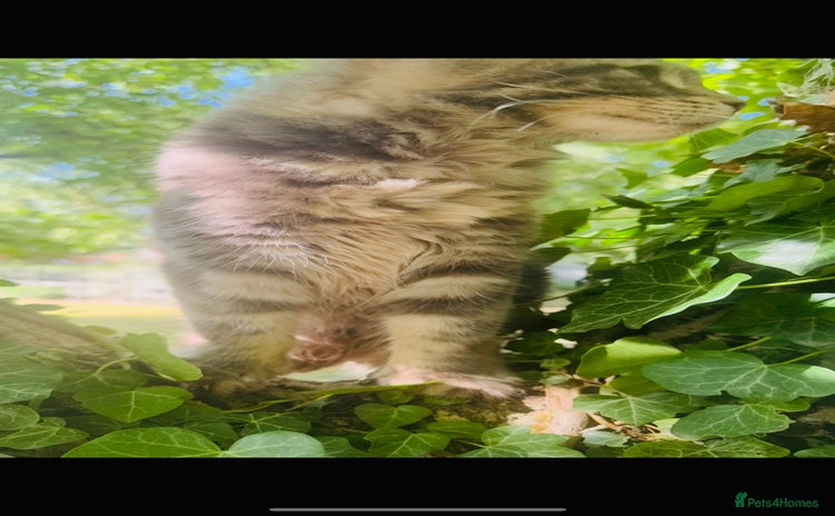 Maine Coon cats in Norwich - Advert 1