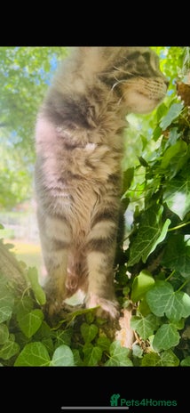 Maine Coon cats in Norwich - Advert 9