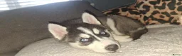 Pomsky dogs for sale: ❤️ G E O R G E O U S POMSKY PUPPIES READY TODAY ❤️ - Advert 11