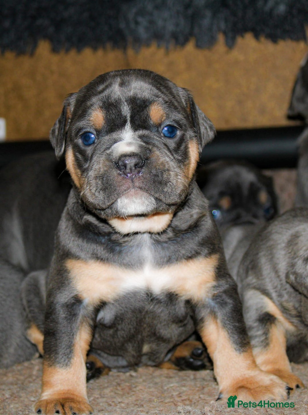 Olde English Bulldogge dogs for sale: Olde English bulldog puppies  - Advert 30