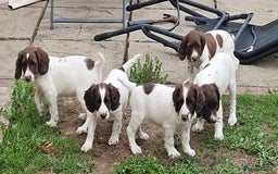 English Springer Spaniel dogs for sale: READY NOW kc springer spaniel  - Image 3