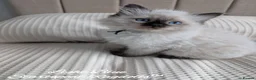 Ragdoll cats for sale: Stunning GCCF REG PEDIGREE RAGDOLLS - Advert 15