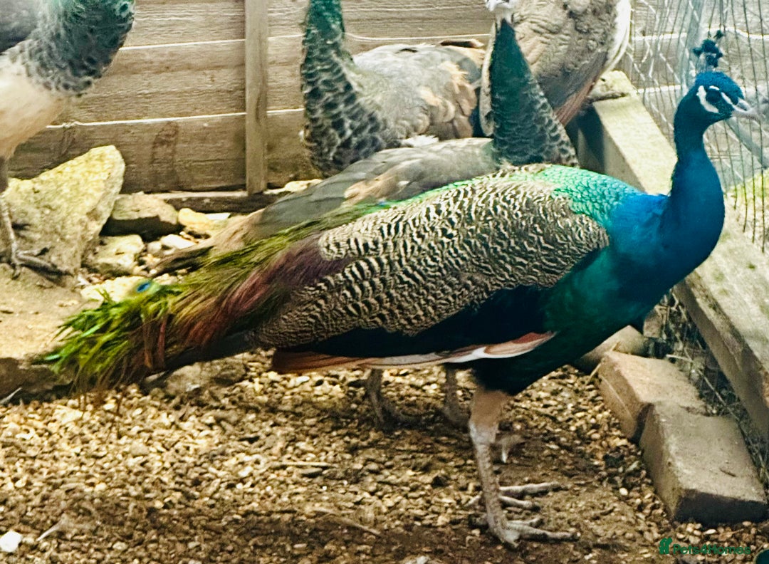 Peafowl poultry for sale: Beautiful Adult Peafowl READY NOW FOR NEW 🏡s - Image 6