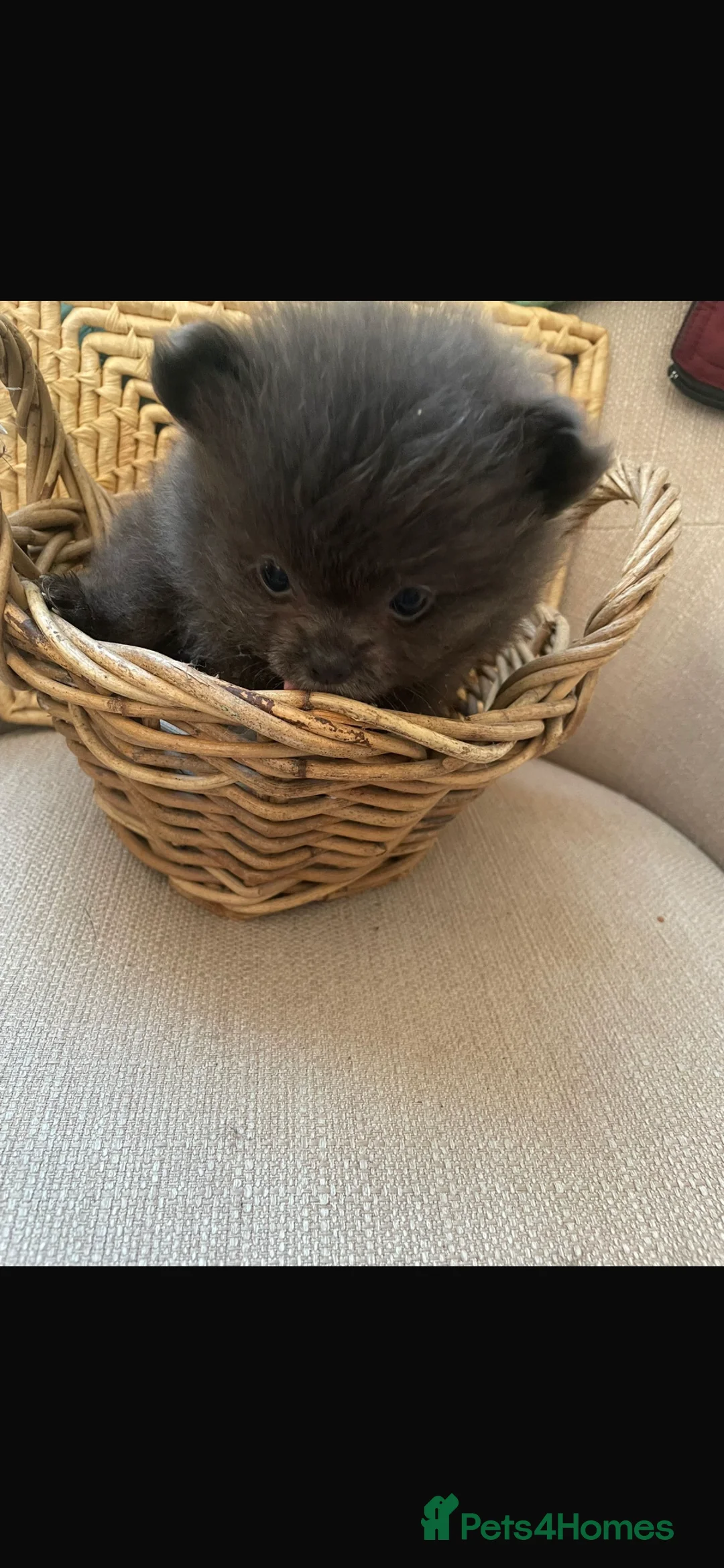 Pomchi dogs for sale: Pomchi - Advert 4