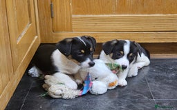 Mixed Breed dogs for sale: Corgi x Jack Russell terrier pups - Advert 1