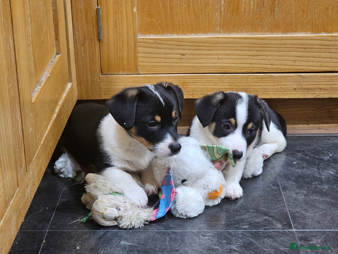 Mixed Breed dogs for sale: Corgi x Jack Russell terrier pups - Advert 1