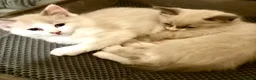 Ragdoll cats for sale: Beautiful Ragdolls-Vaccinated-2 boys-3 girls.  - Advert 6