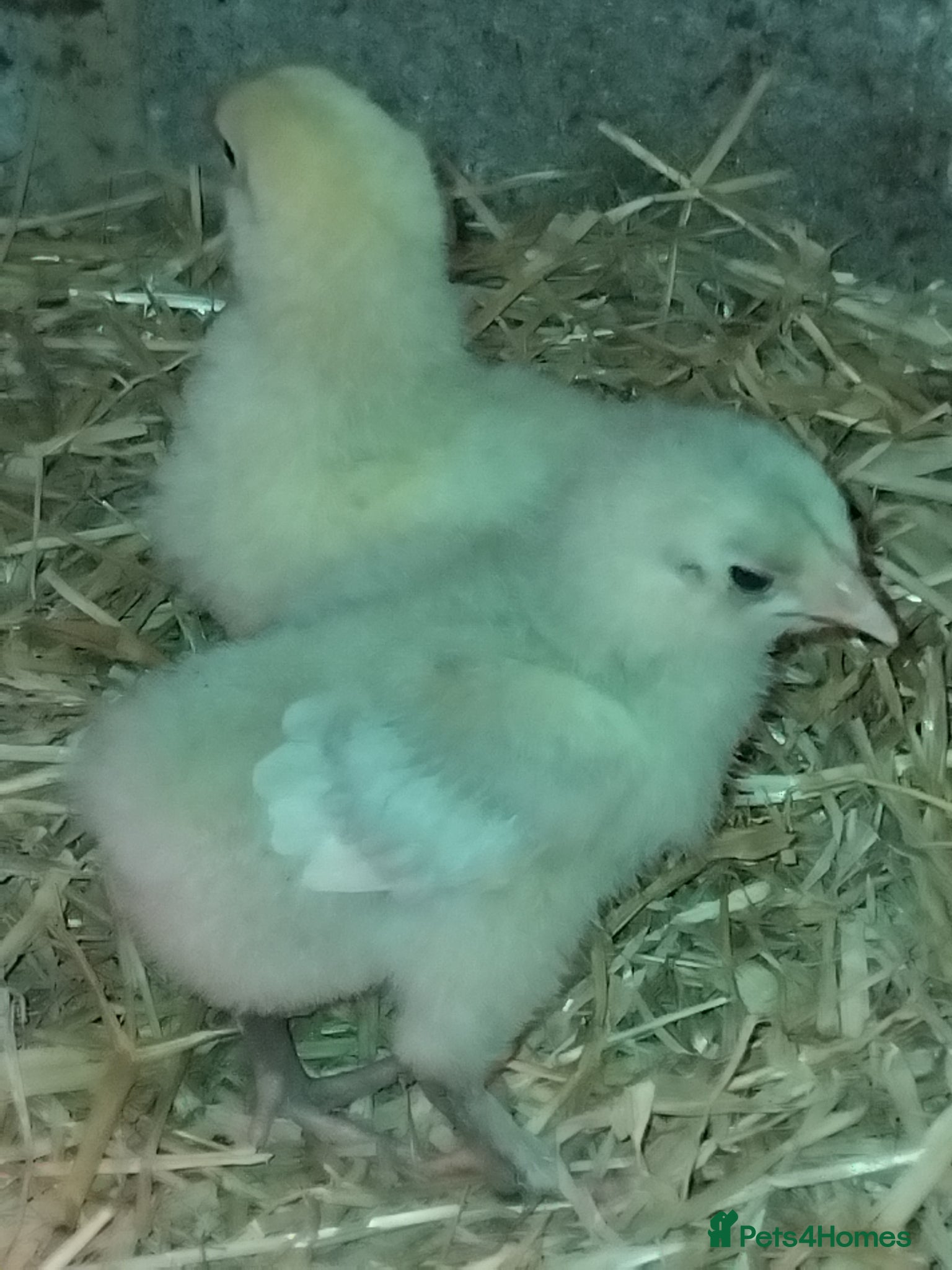 Mixed Breed poultry Purebred chick and ducklings  - Advert 9