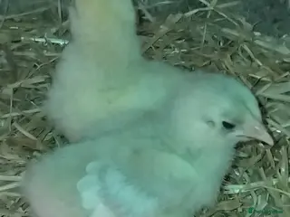 Mixed Breed poultry Purebred chick and ducklings - Advert 1