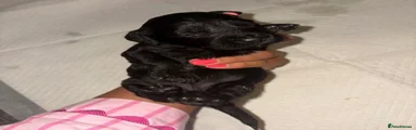 Cockapoo Puppy 8