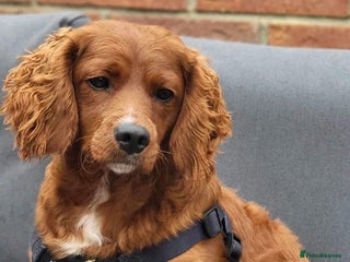 Cavapoo dogs Beautiful Cavapoo Puppy - Advert 3