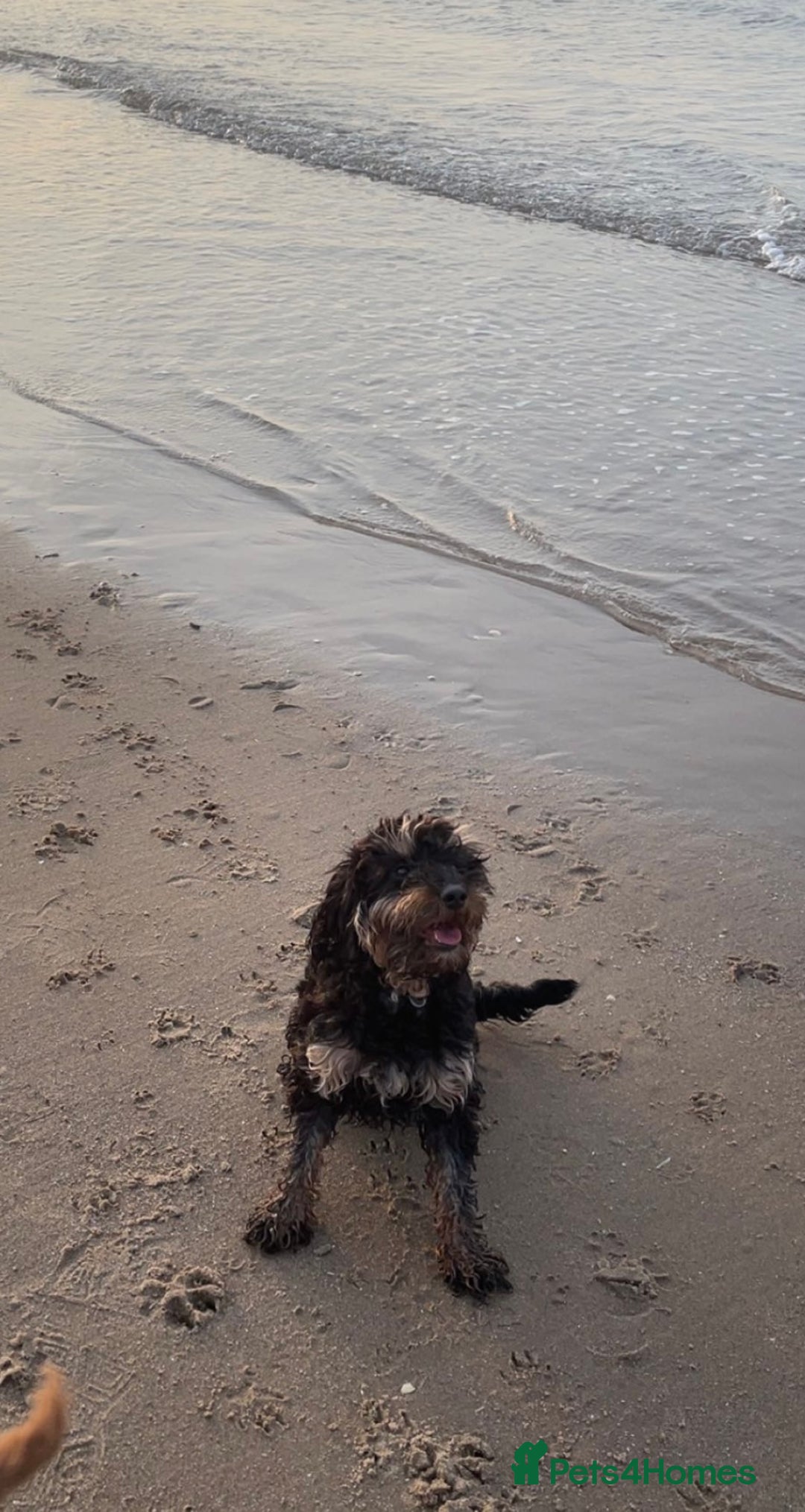 Cockapoo dogs for sale: F1b Toy Cockapoo puppy - Advert 24