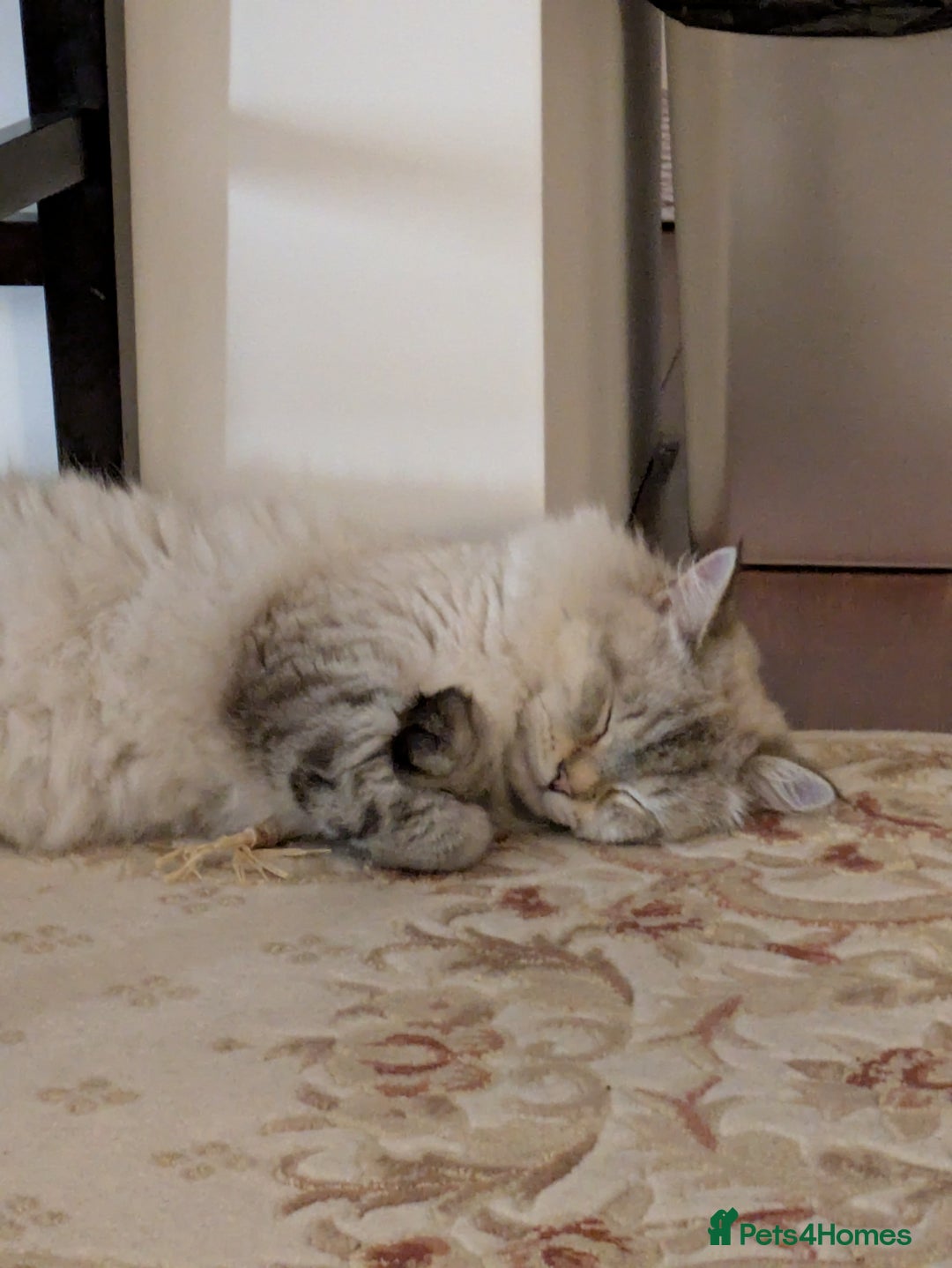 Siberian cats for sale: 1yr unneutred Neva masquerade Male Siberian - Advert 4