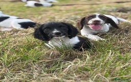 English Springer Spaniel dogs for sale: Stunning DNA Clear KC Springer Spaniel Puppies  - Image 6