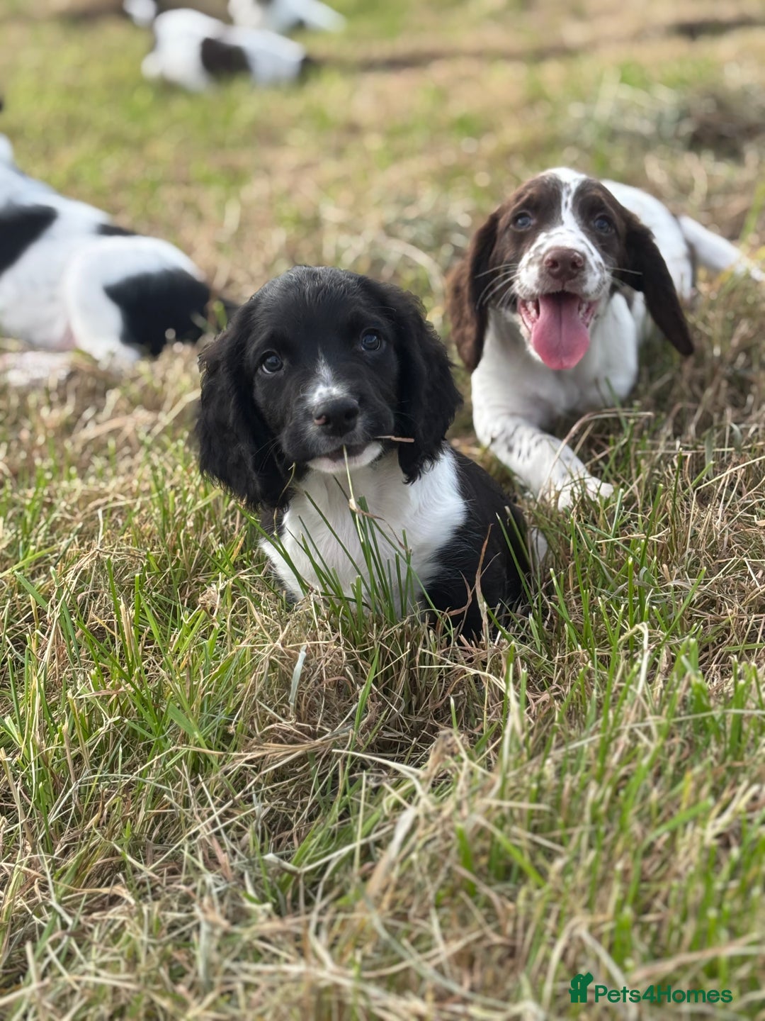 English Springer Spaniel dogs for sale: Stunning DNA Clear KC Springer Spaniel Puppies  - Image 6