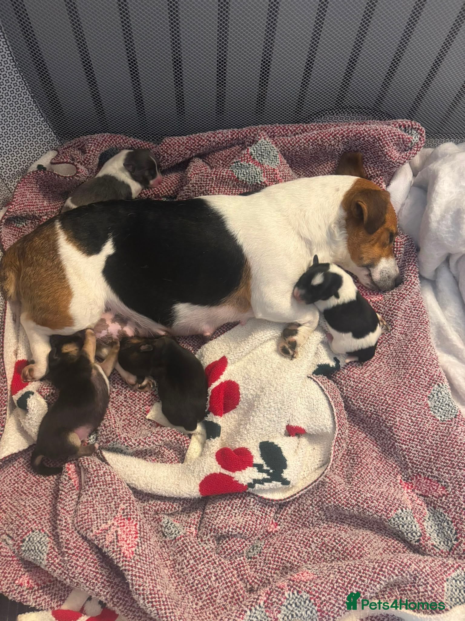 Jack Russell dogs For sale  - Advert 1