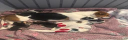 Jack Russell dogs for sale: For sale  - Advert 1