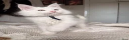 Maine Coon cats for sale: MAINE COON KITTENS. Some polydactyl.  - Advert 9