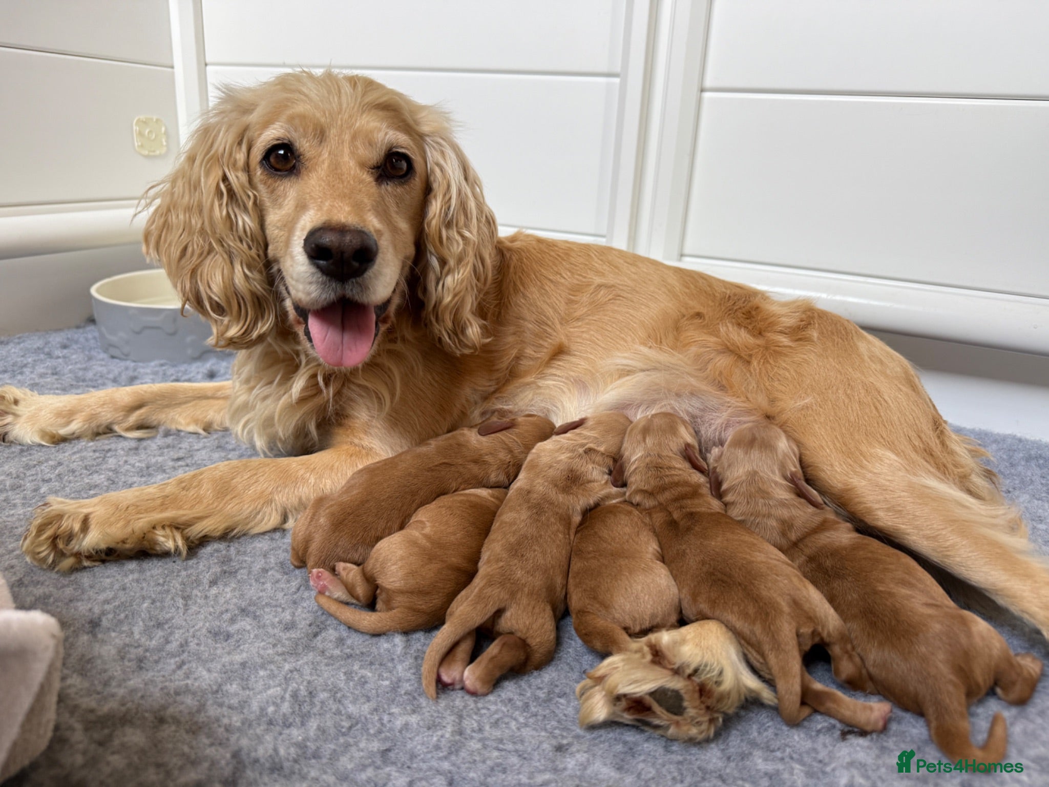 Cocker Spaniel dogs KC Registered Cocker Spaniel Puppies  - Advert 1