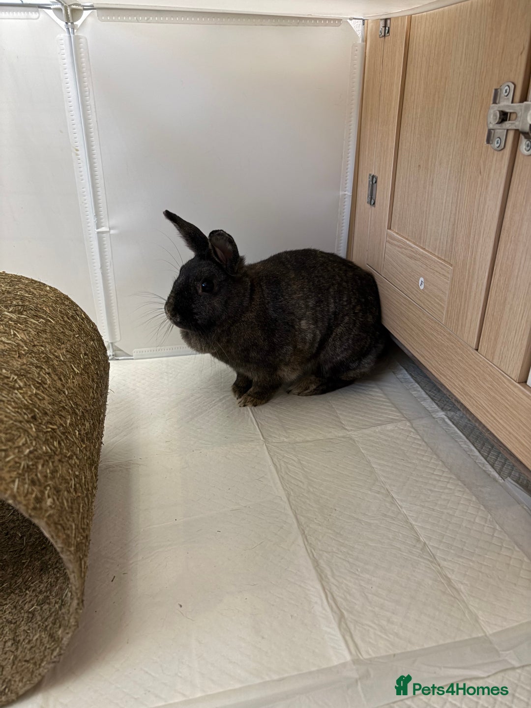 Mixed Breed rabbits for sale: Indoor Rabbit Plus Full Set Up/Etc. For Sale - Advert 14