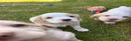 Mixed Breed dogs for sale: Clumber x Puppies  - Advert 14