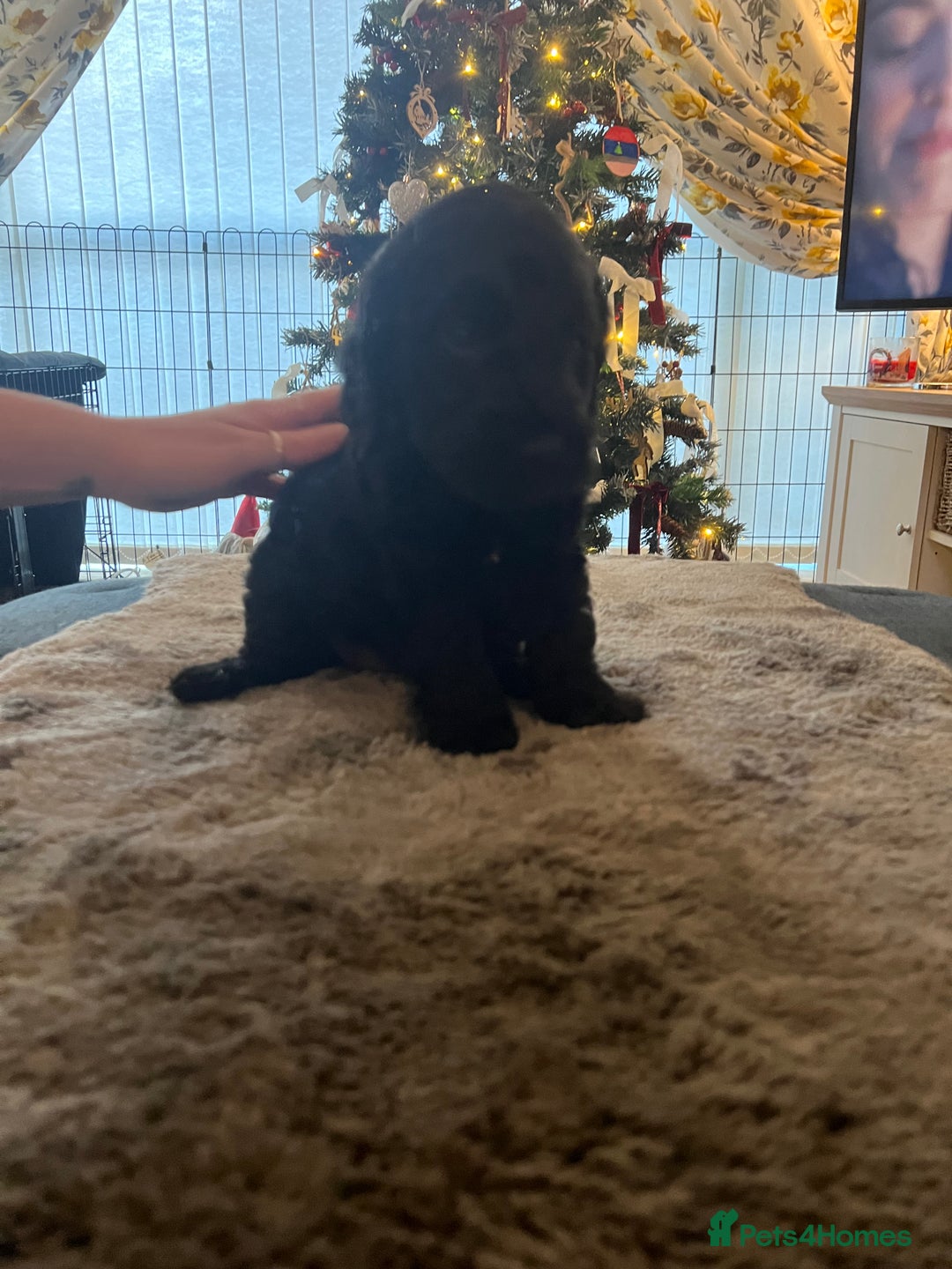 Cockapoo dogs for sale: Cockapoo puppies  - Advert 6