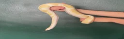 Python Snake reptiles for sale: Complete Setup With Female Royal Python - Advert 3