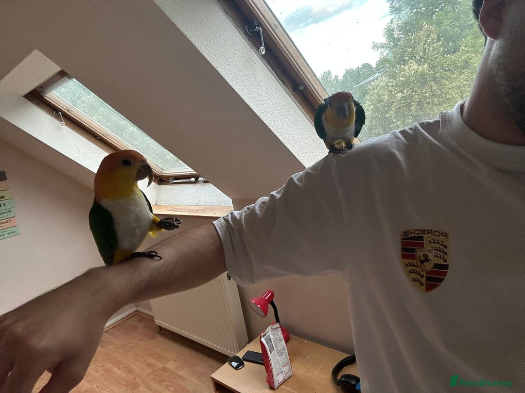 Parrots birds for sale: Bonded Pair of Handtamed DNA Sexed Caiques - Image 5