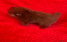 Pomeranian dogs for sale: 3 CHOCOLATE BROWN BEAR POMERANIAN PUPPY’S - Image 5