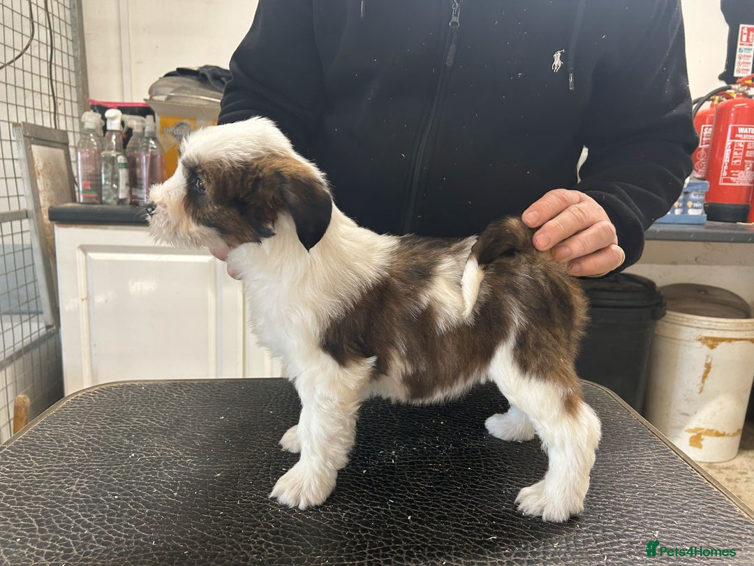 Tibetan Terrier dogs for sale: Araki Tibetan Terriers Puppies for Sale - Advert 9