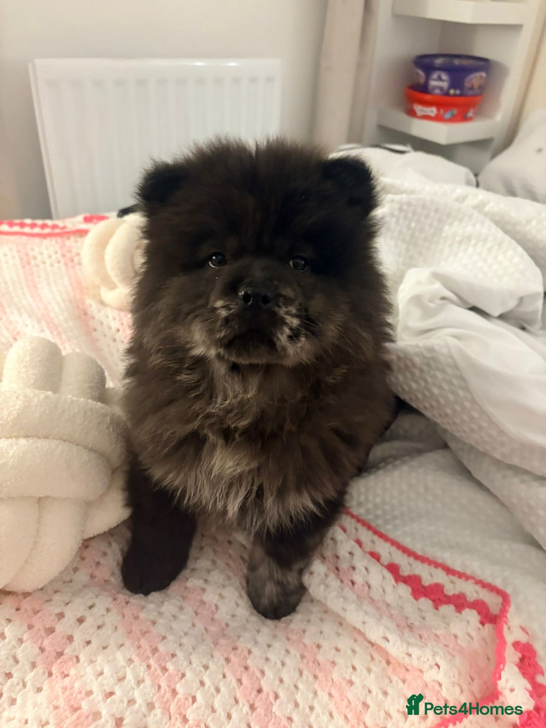 Chow Chow dogs for sale: Male chow chow  - Advert 2