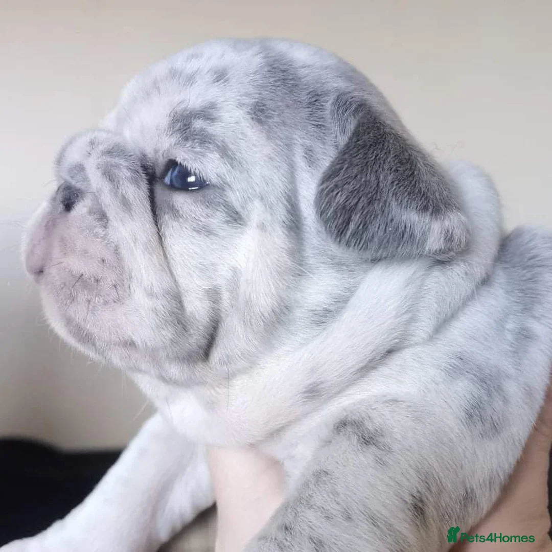 French Bulldog dogs for stud: Mayan, Rfg, bva, Silver health tested Lilac tan in Sheffield - Advert 27