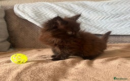 Maine Coon cats for sale: Maine coon kittens - Image 2
