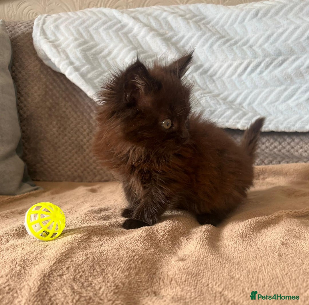 Maine Coon cats for sale: Maine coon kittens - Image 2