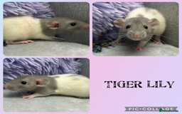 Rat rodents for sale: 4 female, 2 male dumbo rats and cages  - Image 1