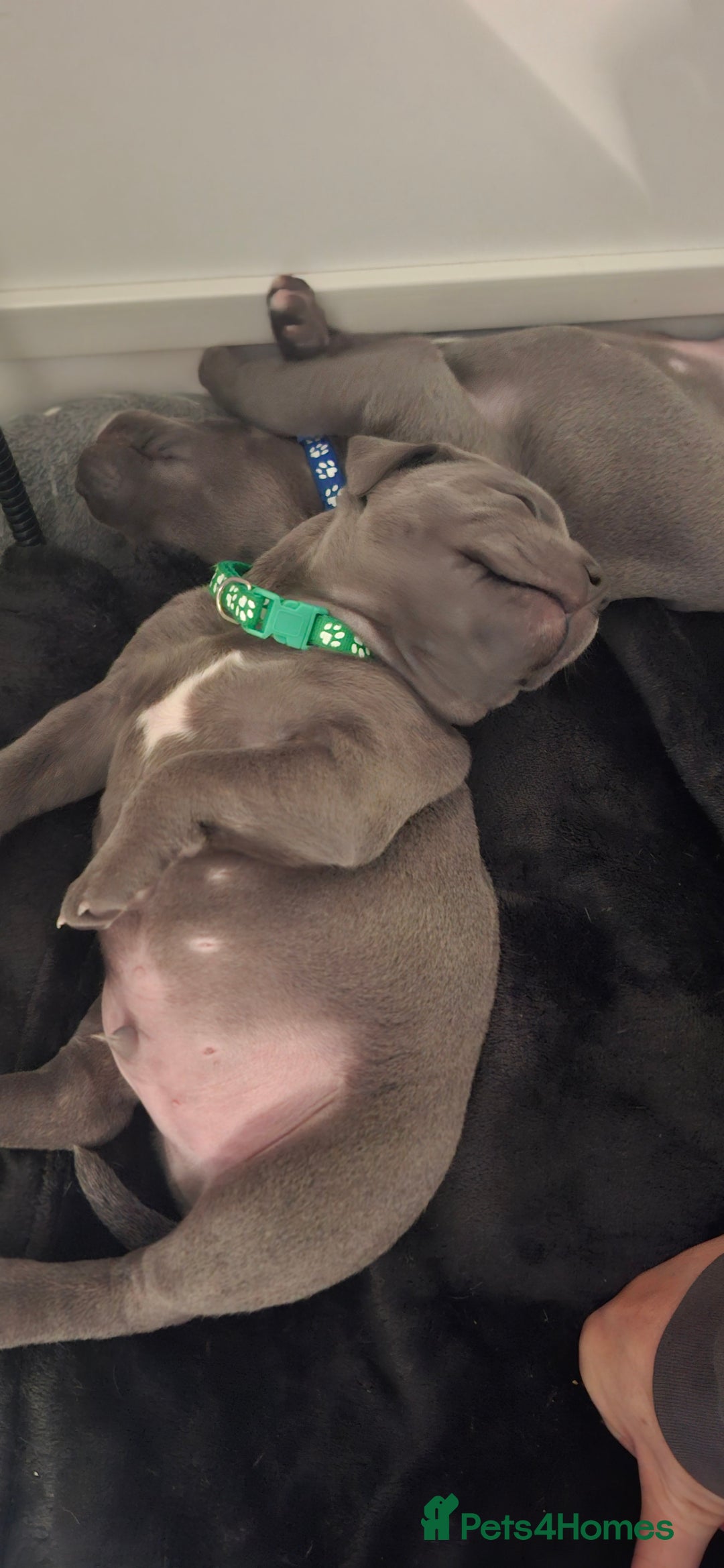 Staffordshire Bull Terrier dogs for sale: Blue Staffordshire bull terrier puppies  - Image 5