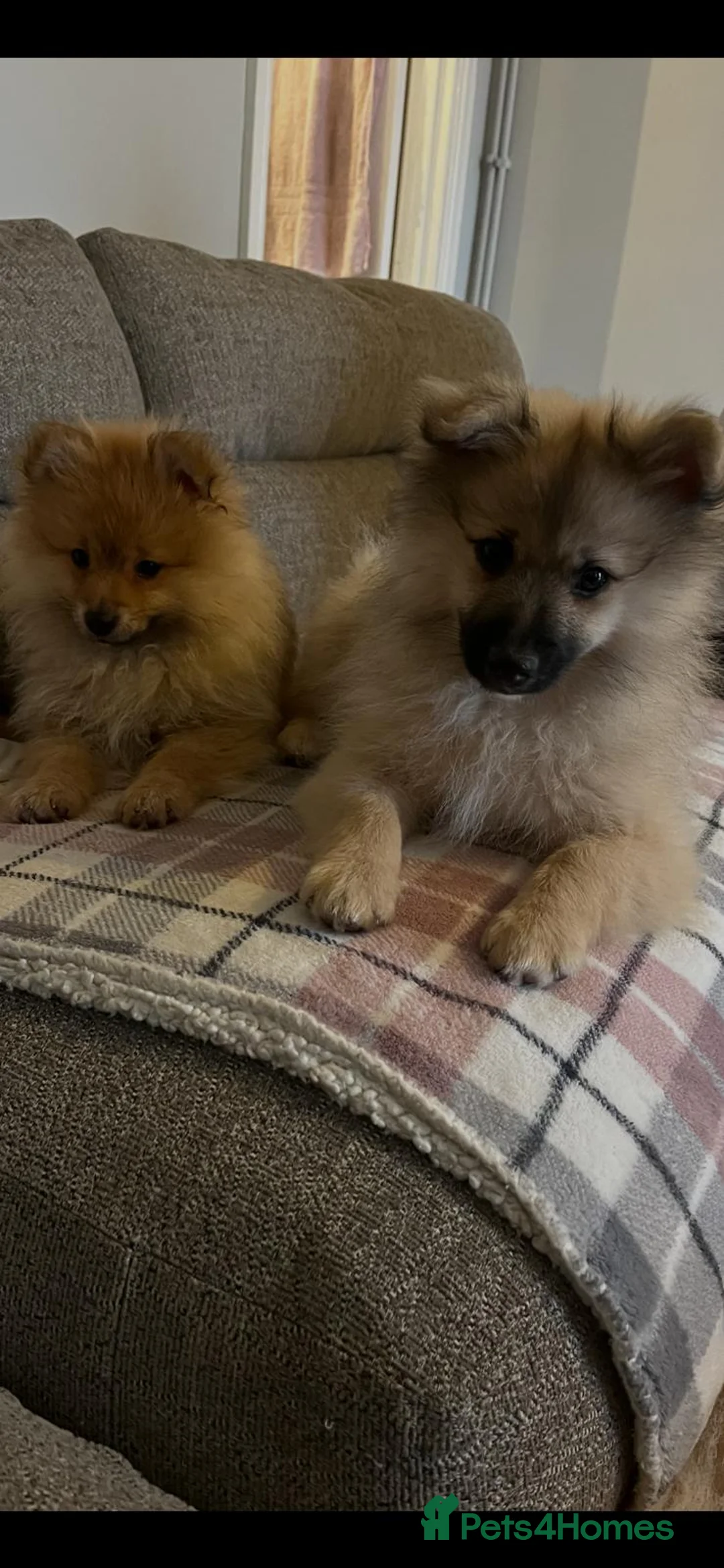 Pomeranian dogs for sale: Two male Pomeranian puppies for sale - Advert 11