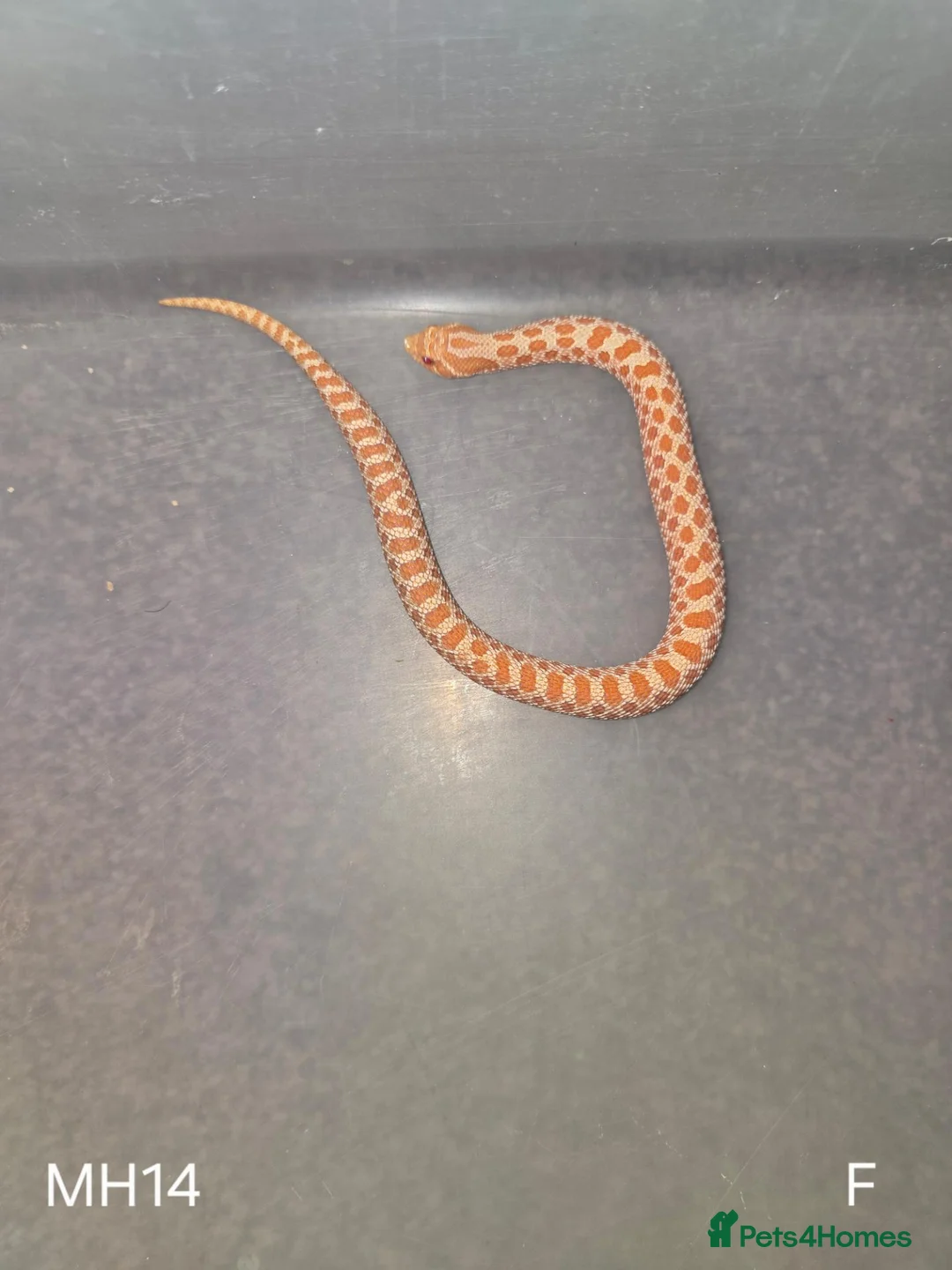 Snake reptiles for sale: Baby Hognoses in Wokingham - Advert 9