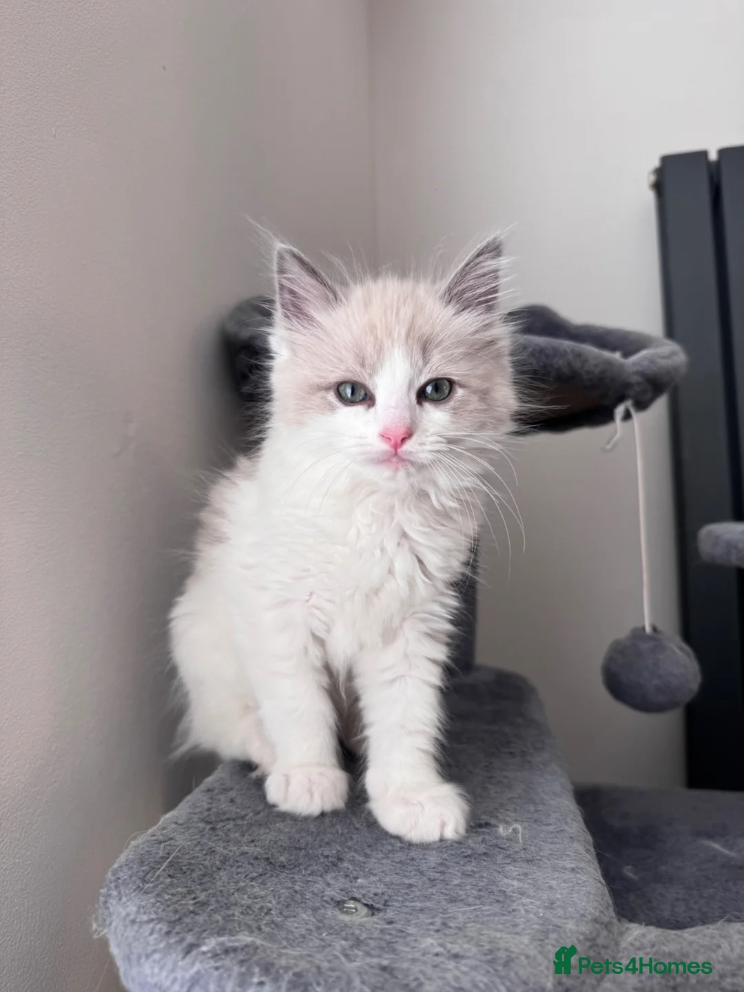 Ragdoll cats for sale: Blue bio colour boy  - Advert 1