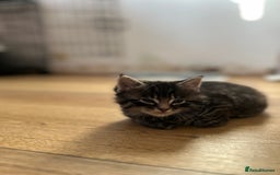 Maine Coon cats for sale: Ragcoon polydactyl kittens - Image 20