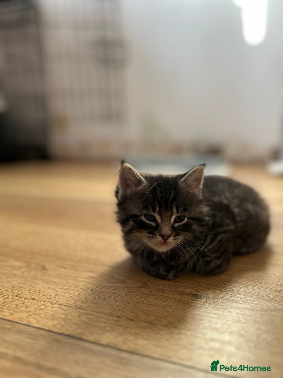 Maine Coon cats for sale: Ragcoon polydactyl kittens - Image 20
