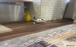 European cats for sale: Erupean  - Image 2