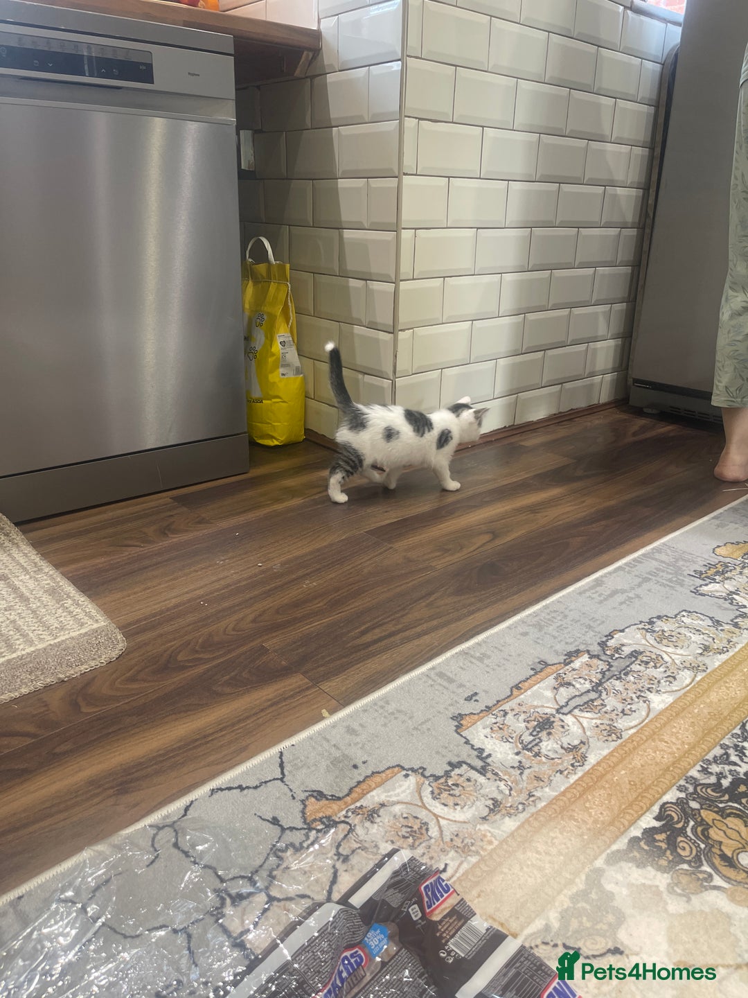 European cats for sale: Erupean  - Image 2