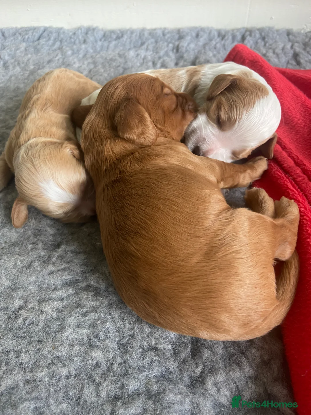 Cocker Spaniel dogs for sale: Beautiful Cockerspaniel Puppies For Sale - Advert 21