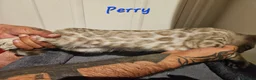 Bengal cats for sale: TICA registered bengal kittens - Advert 10