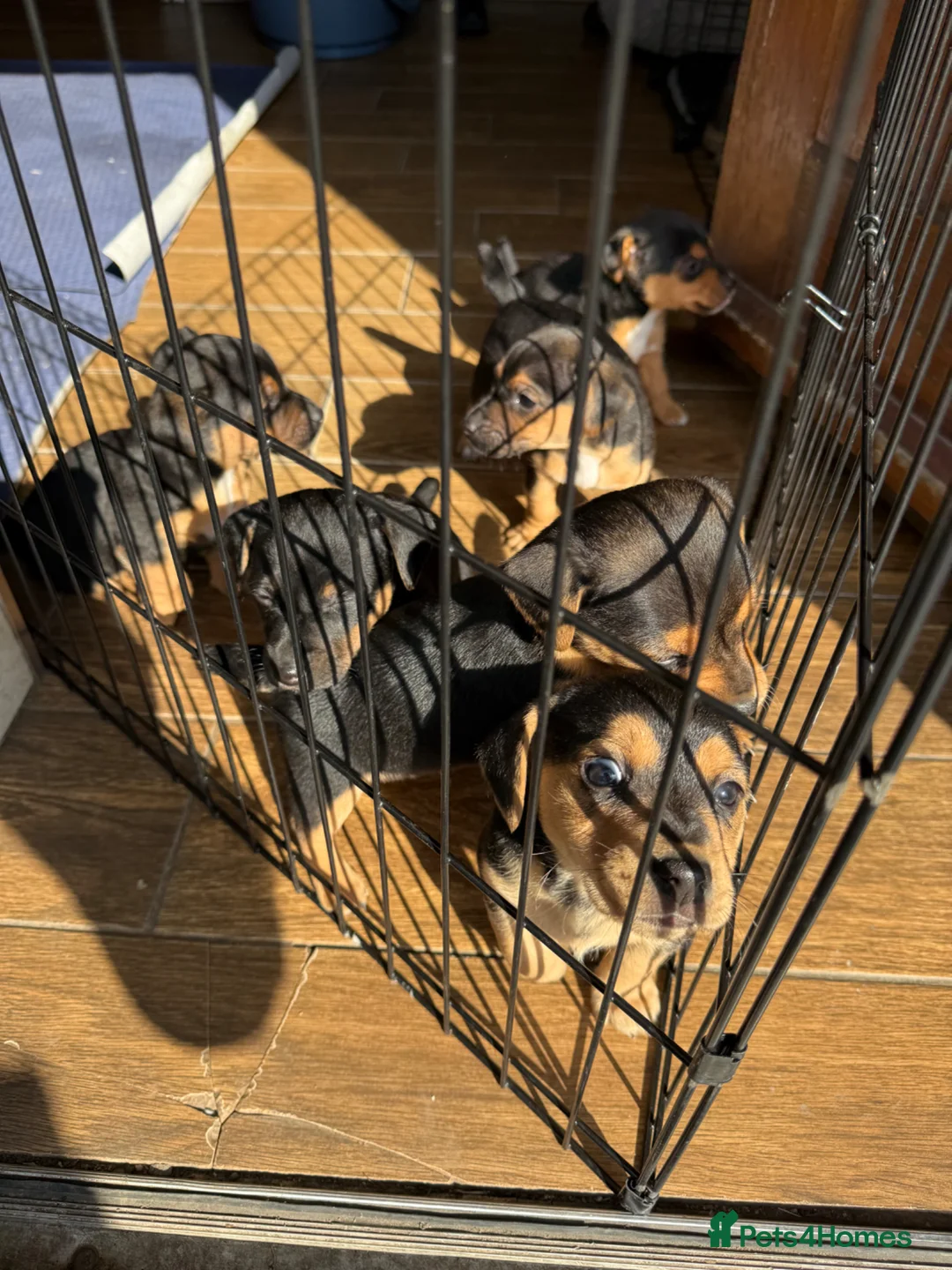 Jack Russell dogs for sale: Black and Tan Jack Russell’s  - Advert 1