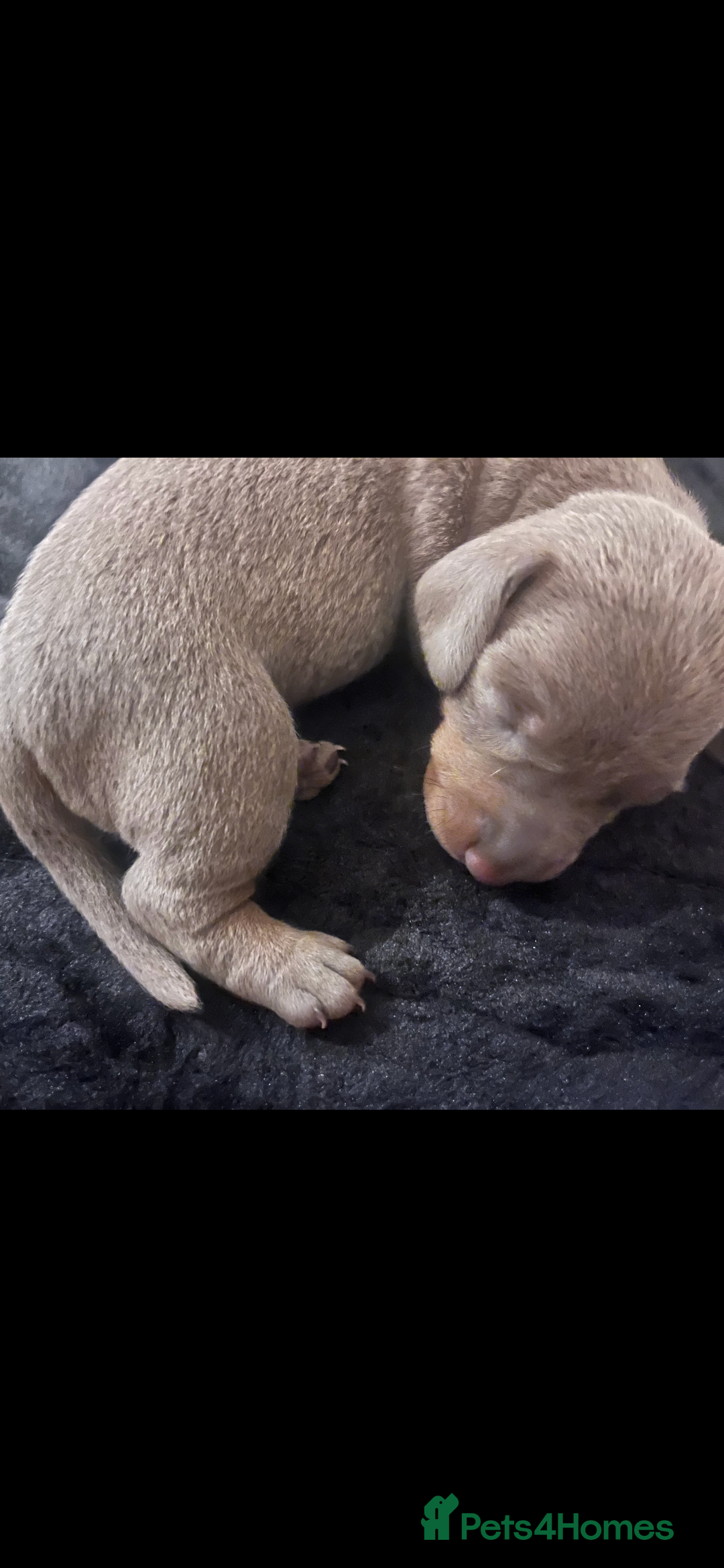 Miniature Dachshund dogs for sale: 🖤🐶Beautiful Miniature Dachshund Puppies🖤🐶!! - Image 30